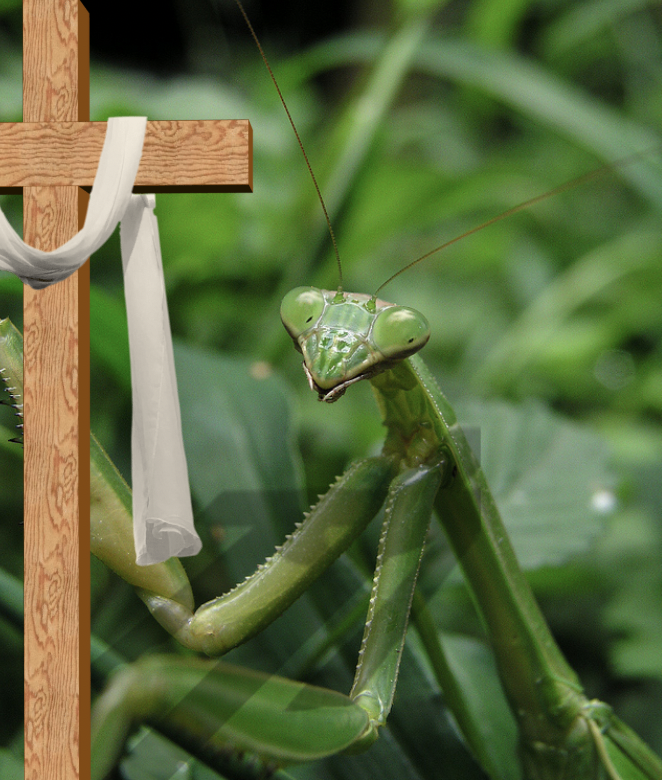 Pope Declared Praying Mantis as Holy Bugs